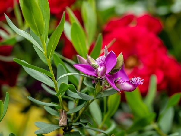 Kreuzblume Polygala myrtifolia schneiden und umtopfen