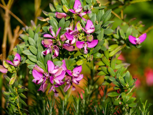 Kreuzblume Polygala verleiht dem Balkon ein mediterranes Flair