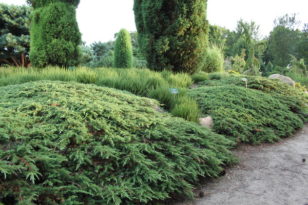 Bodendecker pflanzen und pflegen Kriech-Wacholder Green Carpet Lubera