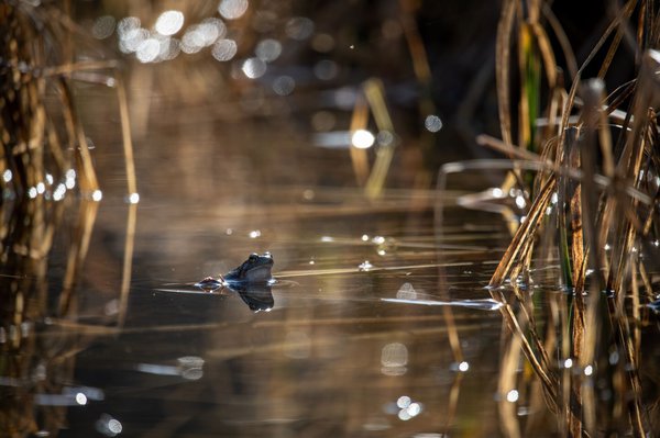 Ein Teich ist ein wichtiger Teil des Lebensraums der Amphibien