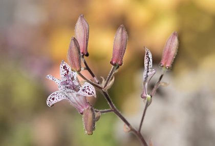 Die Blüte der Krötenlilie erinnert sehr an eine Orchideenblüte