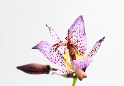 Die Blüte der Krötenlilie ist edel und elegant