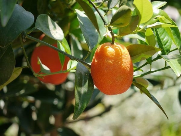 Mandarinensorten, kumquat gesund