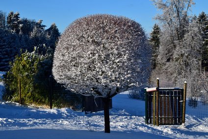 Schneebedeckter Kugelahorn