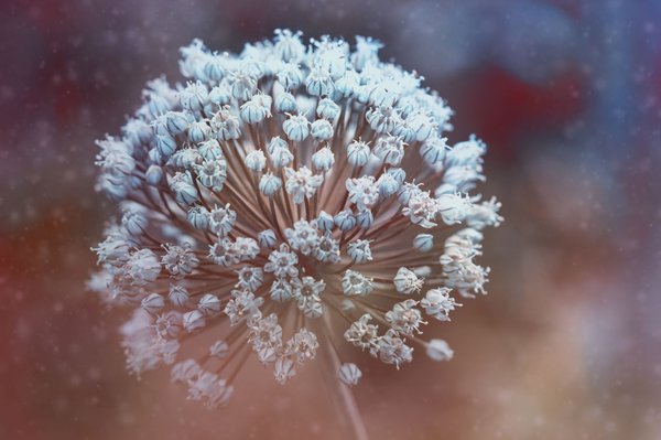 Blüte vor der Samenreife