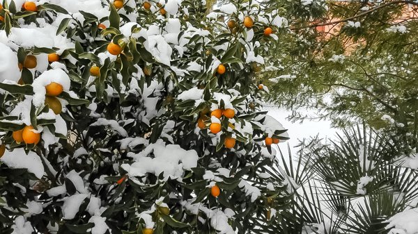Geringe Minusgrade und leichter Schnee werden von der Kumquat Pflanze toleriert