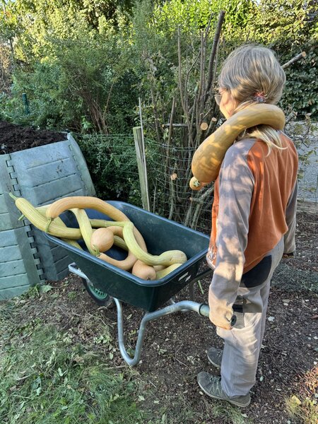 Krbis, Trompetenkrbis 'Trombetta di Albenga', Cucurbita moschata 'Trombetta di Albenga'