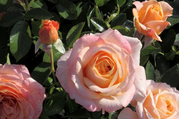 Edelrose La Palma
