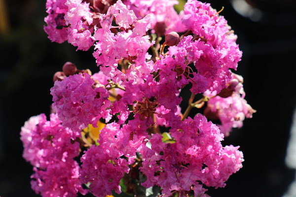 Lagerstroemia Kreppmyrte Violet d'été Lagerstroemia Kreppmyrte Violet d'été