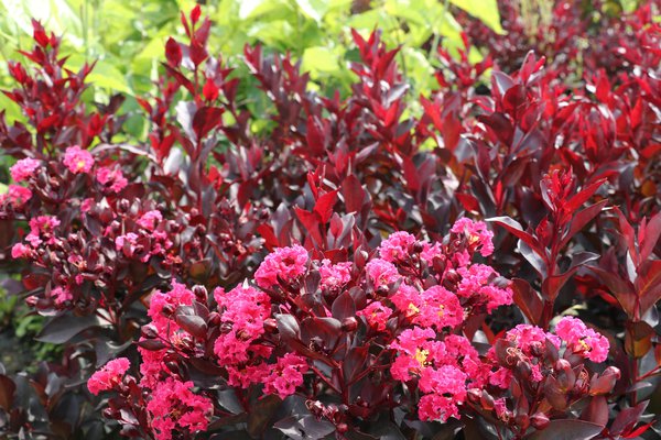 Lagerstroemia schneiden, Kreppmyrte, Kräuselmyrte, Indianderflieder Lubera