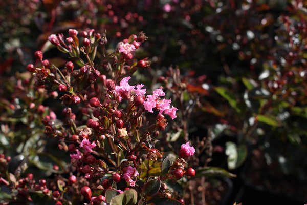 Lagerstroemia indica 'Enduring Pink', Chinesische Kruselmyrte 'Enduring Pink'. Bltenstrauch