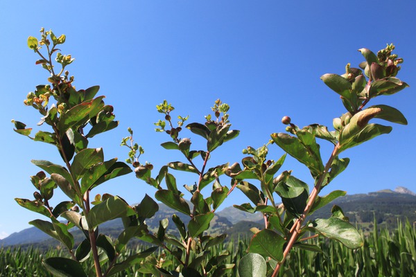 Lagerstroemia pflanzen Rose Indien Lubera