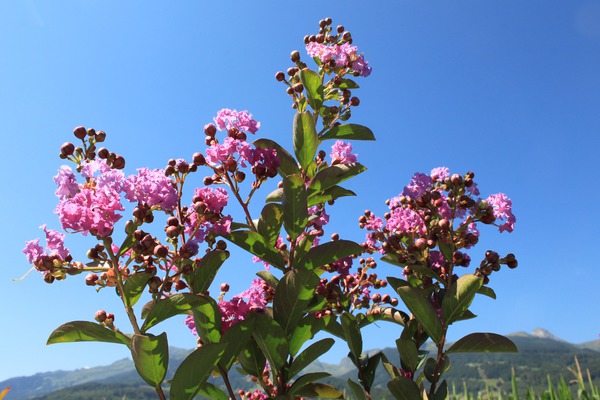 Lagerstroemia pflanzen violet d ete Lubera