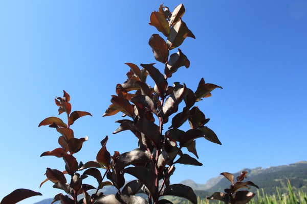 Lagerstroemia pflanzen Petite Snow Lubera