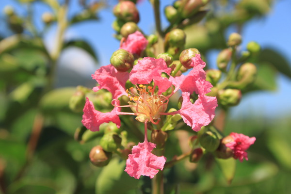 Lagerstroemia pflanzen Rose Fuchsia Lubera