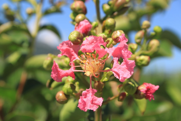 Lagerstroemia pflanzen Rose Fuchsia Lubera