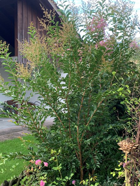 Lagerstroemia schneiden ungeschnittener Indianerflieder Lubera