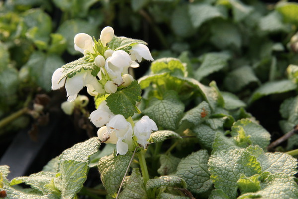 Bodendecker pflanzen und pflegen Lamium maculatum White Nancy Taubnessel Lubera