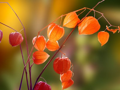 Physalis alkekengi