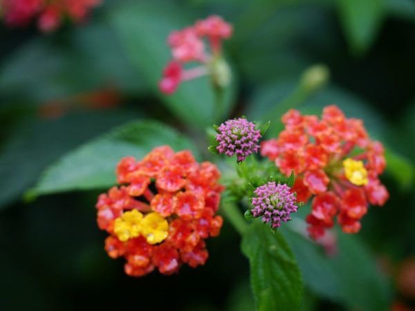 Garten im August