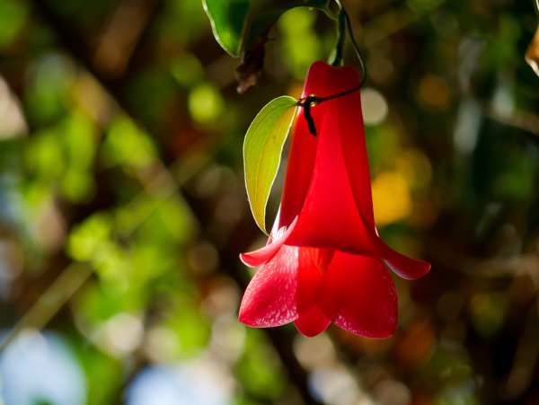 Chilenische Rosenglocke Lapageria rosea