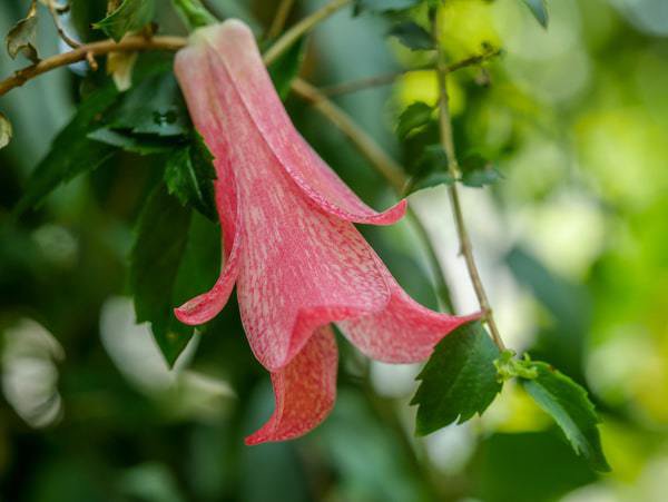 Lapageria rosea