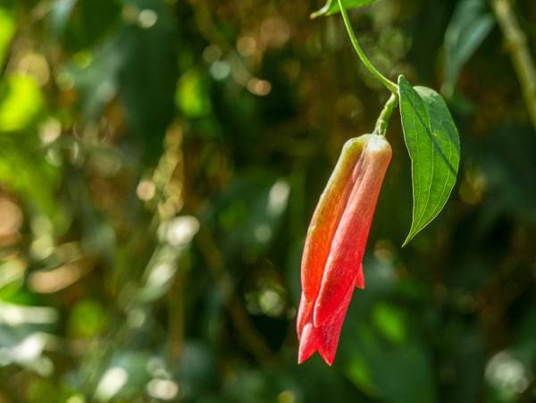 Lapageria rosea