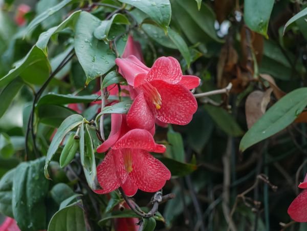 Lapageria rosea