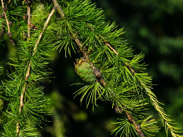 Lärche, Larix decidua