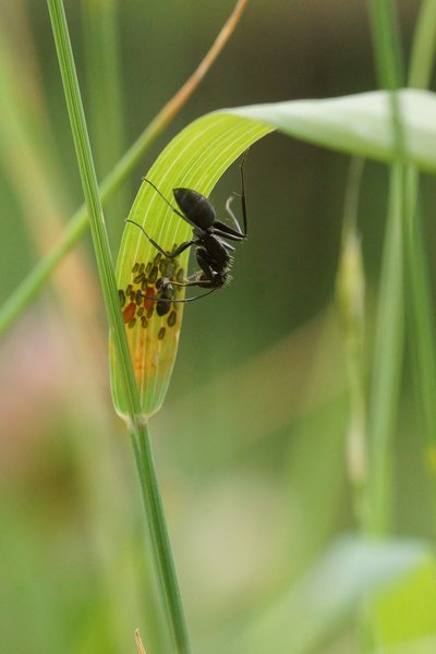 Ameisen im Garten, Ameisen der Art Lasius niger mit Blattlusen an Pflanze, Lubera