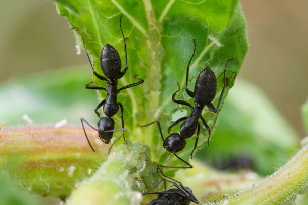 Ameisen der Art Lasius niger mit Blattlusen an Pflanze, Blattlaus, Ameise