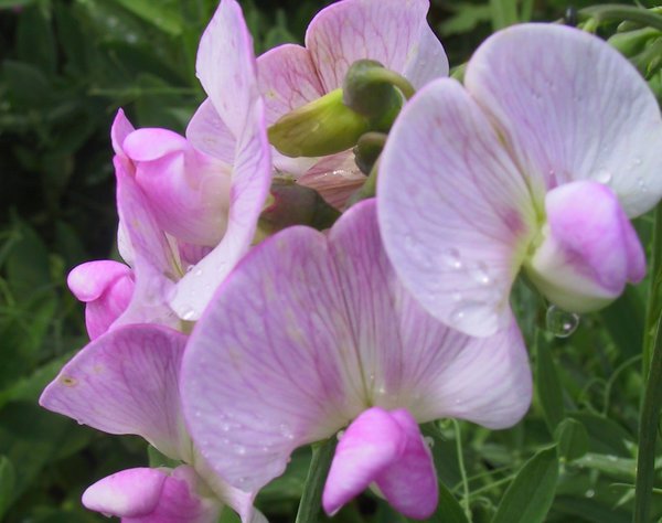 Staudenwicke 'Rosa Perle'