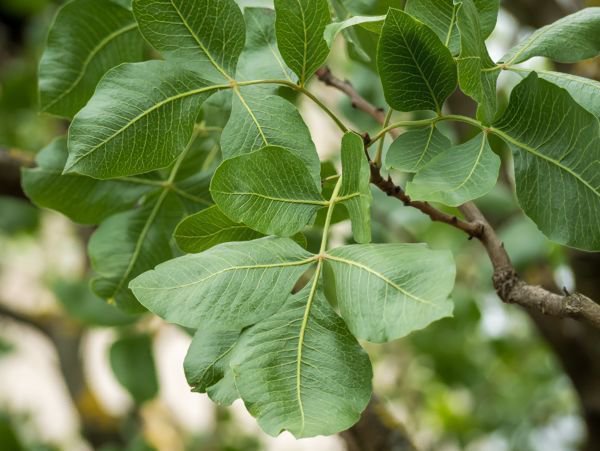 cosechar plantas de pistachos