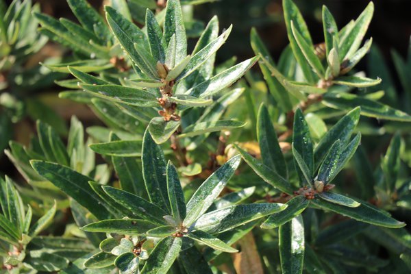 hippophae rhamnoides hikul silverstar im Herbst