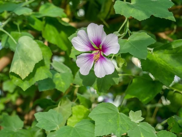 Strauchmalve Lavatera maritima