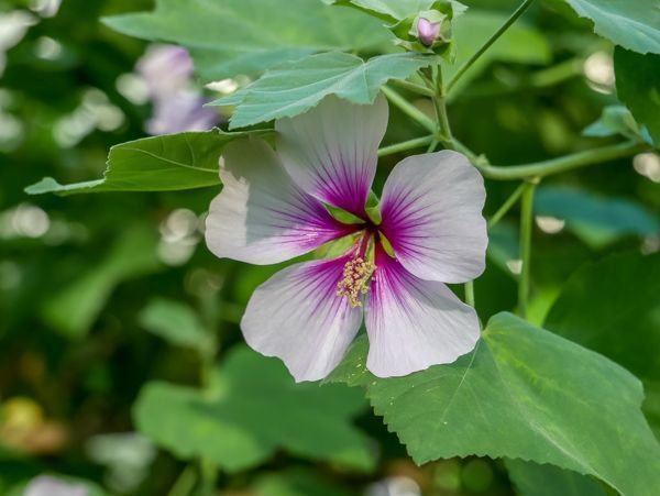 Strauchmalve Lavatera maritima