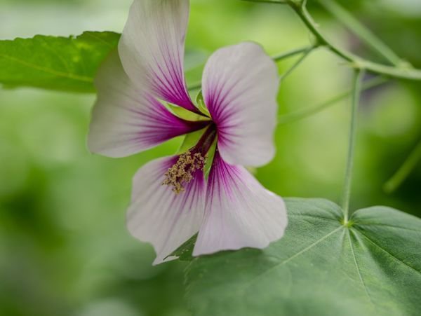 Lavatera maritima Strauchmalve