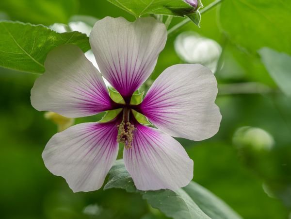 Strauchmalve Lavatera maritima