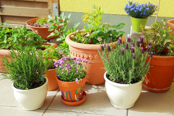 Mediterrane Kräuter passen gut zum Lavendel auf dem Balkon