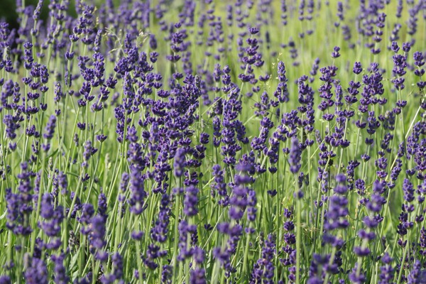 Lavendel überwintern, Lavendel Hidcote Blue, Lubera