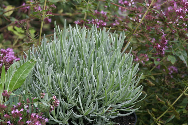 Lavendel Grosso