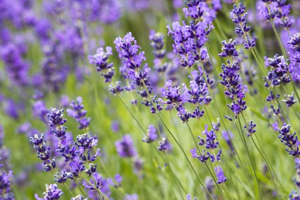 Frischer Lavendel - Lavendel Heilwirkung