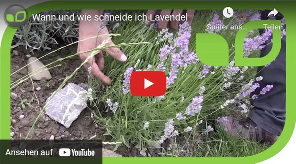 Gartenvideo, Lavendel schneiden