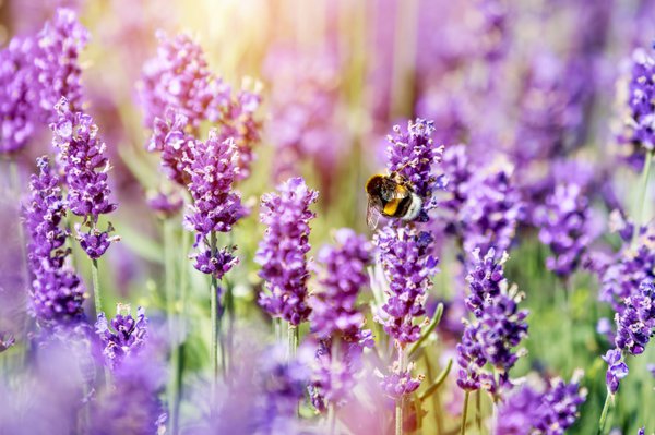 Lavendel in voller Blüte