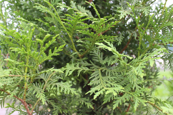 Thuja occidentalis 'Brabant'