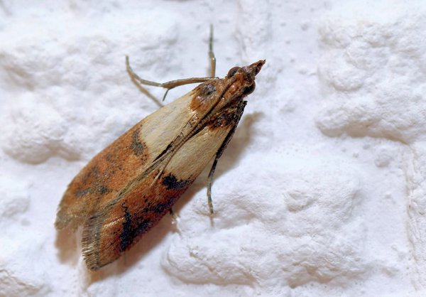 Lebensmittelmotten Nest finden & Lebensmittelmotte generell loswerden