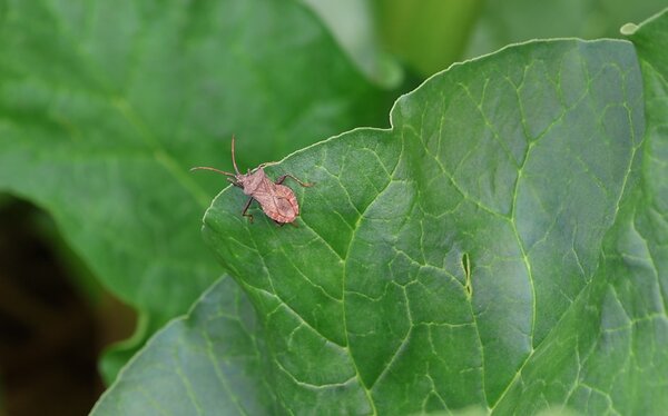 Wanzen im Garten: Lederwanze Coreus marginatus an Rhabarber