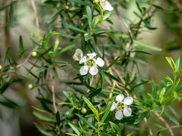 Leptospermum polygalifolium