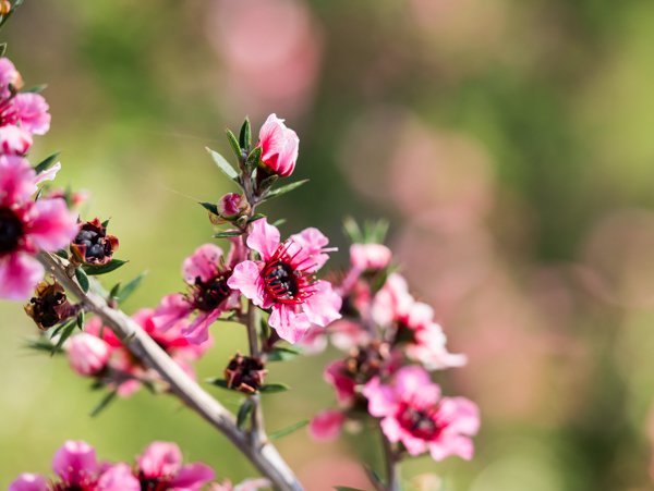 Leptospermum scoparium Südseemyrte Blüte