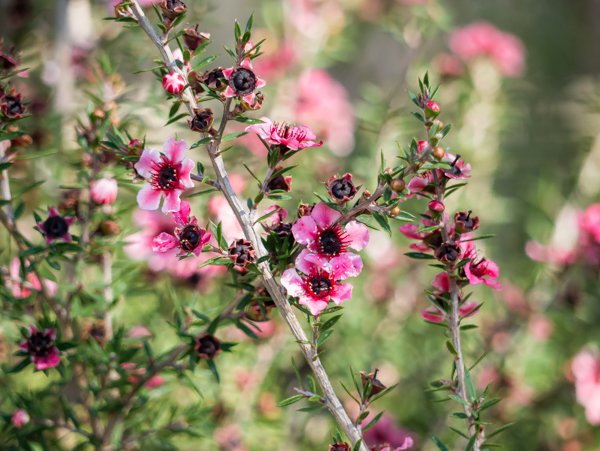 Leptospermum scoparium Südseemyrte Blüte